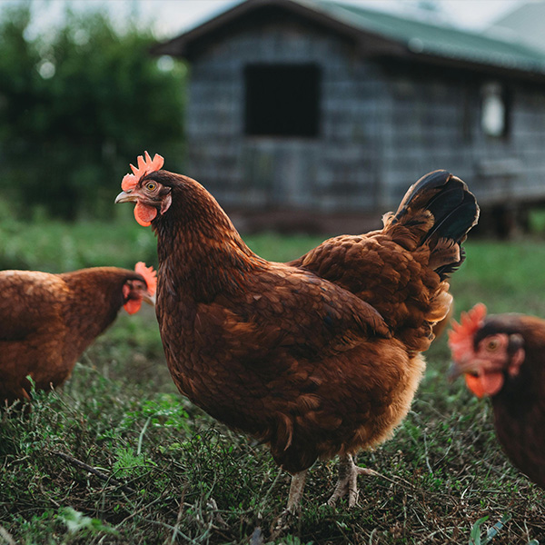Kümes Hayvancılığı