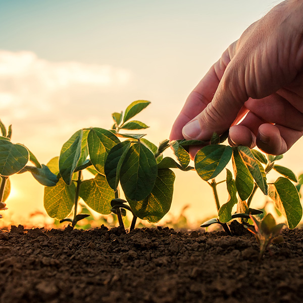 Tohumculuk ve Fidancılık